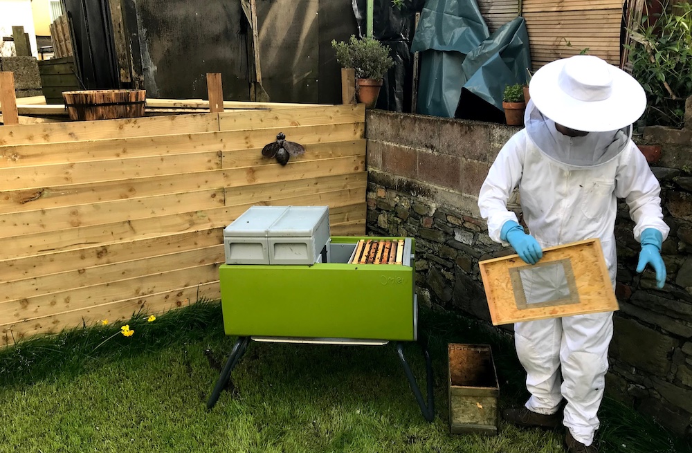 The beehive and nucelus