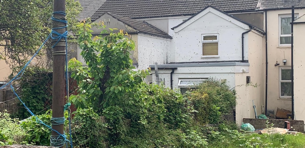 The bees swarming and gathering around a tree trunk
