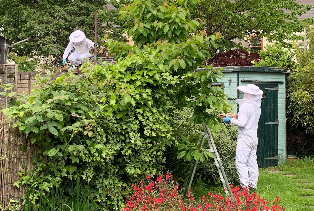 Recovering the swarm